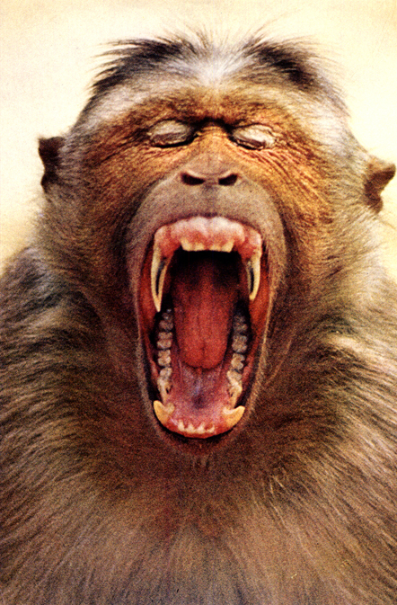 baboon phonetic alphabet anagram deff conceptual art jim piatt baldessari