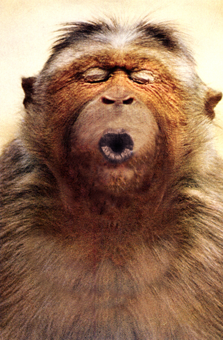 baboon phonetic alphabet anagram deff conceptual art jim piatt baldessari